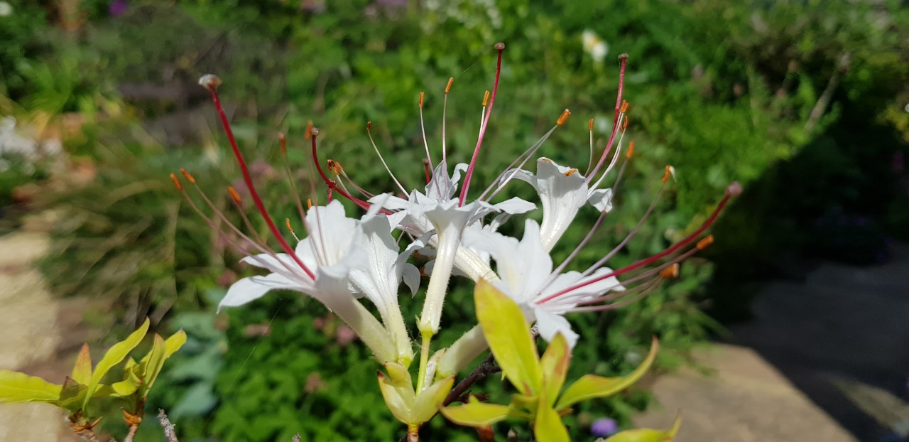 R. arborescens